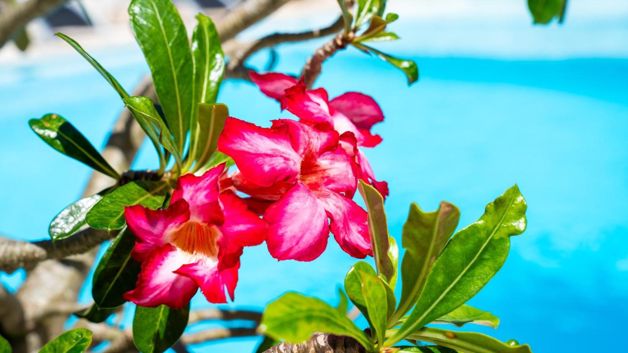 Boutique Hotel Las Flores Punta Cana Exterior photo